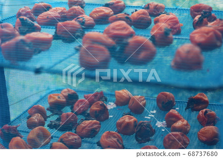 Umeboshi is made into a net and dried in the sun. 68737680