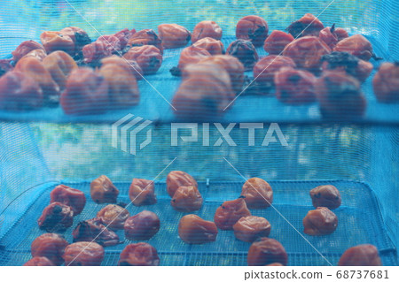 Umeboshi is made into a net and dried in the sun. Umeboshi is made into a net and dried in the sun. 68737681