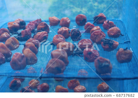 Umeboshi is made into a net and dried in the sun. 68737682