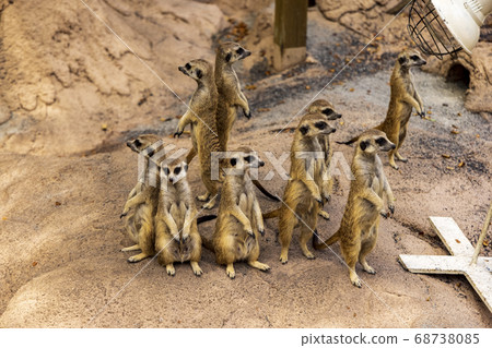 狐獴 狐獴 68738085