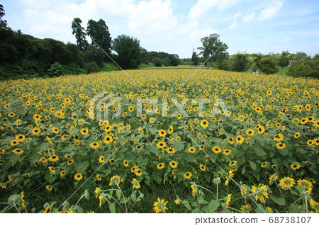 向日葵領域和藍天 向日葵領域和藍天 68738107