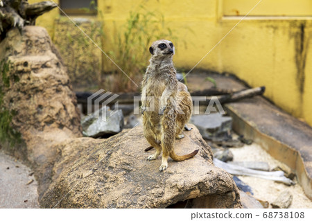 狐獴 狐獴 68738108