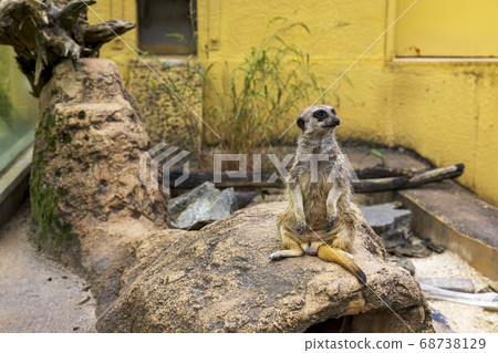 meerkat  68738129