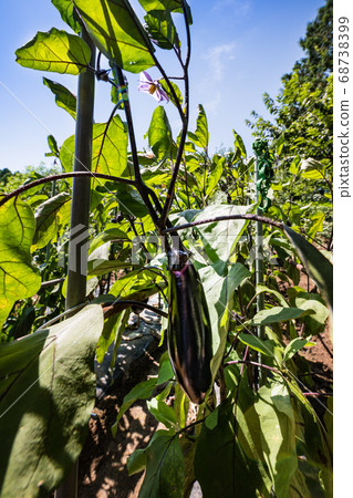 菜園茄子種植 68738399