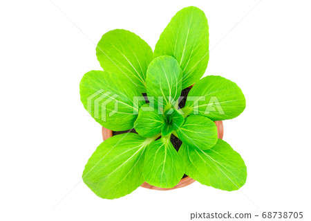 Fresh green lettuce in flower pot on white background with clipping path 68738705