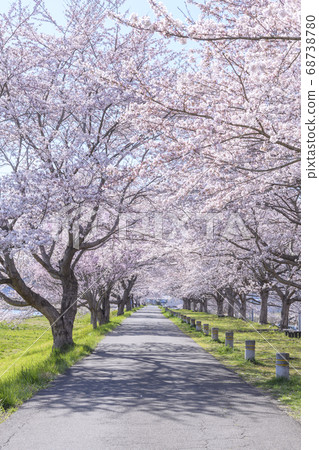 一宮千本櫻市宮城縣柴田市櫻花隧道 一宮千本櫻市宮城縣柴田市櫻花隧道 68738780