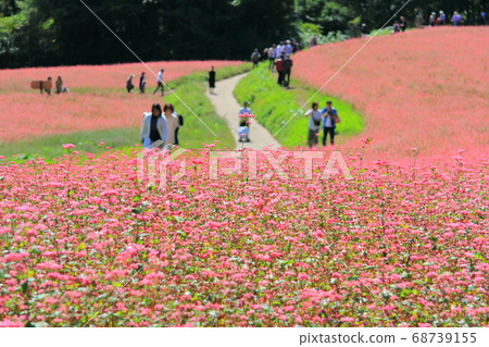 [Nagano Prefecture] Red buckwheat village 1 68739155