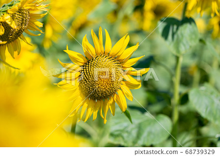 向日葵田 68739329