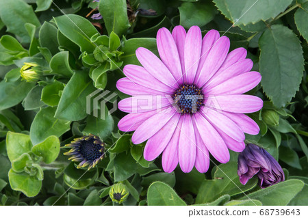 Blooming blue eye chrysanthemum Blooming blue eye chrysanthemum 68739643