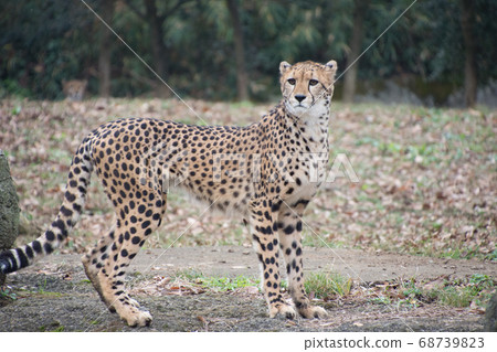 Cheetah Cheetah 68739823