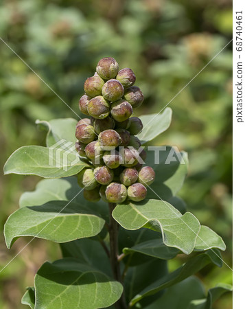 Close up of Vitex rotundifolia seeds 68740461
