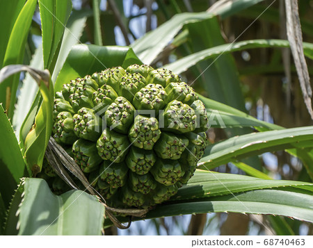 Seeds of sea pandanus or screw pine plant tree. Seeds of sea pandanus or screw pine plant tree. 68740463