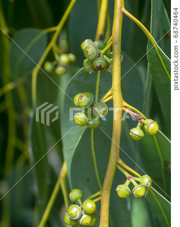 Close up of Eucalyptus seeds. Close up of Eucalyptus seeds. 68740464
