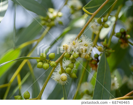 Close up of Eucalyptus flower. Close up of Eucalyptus flower. 68740465
