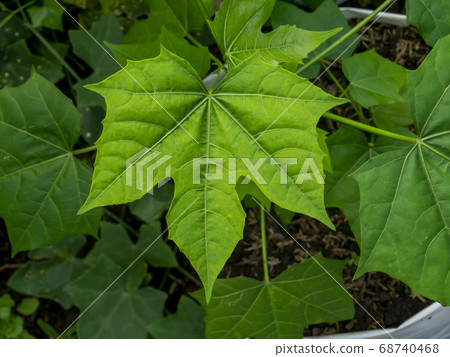 Close up leaf of spinach or Chaya . Close up leaf of spinach or Chaya . 68740468