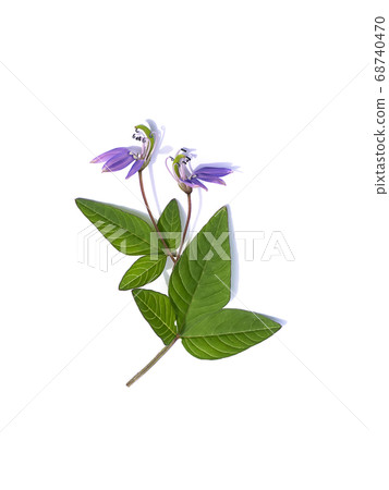 Close up of pink Asian Spider flower 68740470