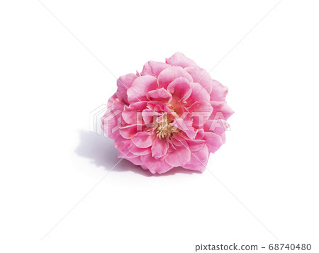 Pink of Rose flower on white background. Pink of Rose flower on white background. 68740480