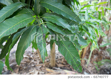 Mango leaf hopper on mango leaf, focus selective 68740777