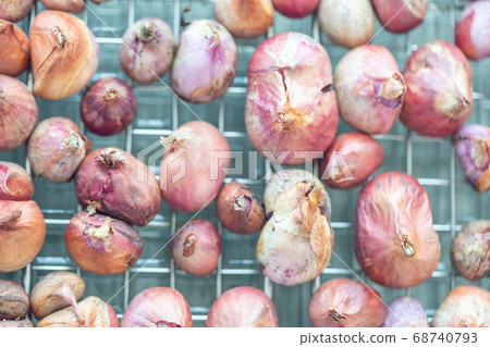 Seeding onion roots to study mitosis cells in Laboratory. Seeding onion roots to study mitosis cells in Laboratory. 68740793