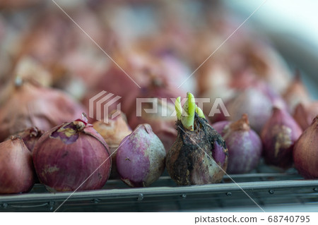 Seeding onion roots to study mitosis cells in Laboratory. Seeding onion roots to study mitosis cells in Laboratory. 68740795