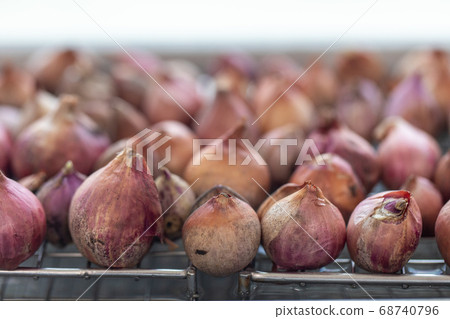 Seeding onion roots to study mitosis cells in Laboratory. Seeding onion roots to study mitosis cells in Laboratory. 68740796