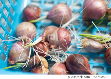 Seeding onion roots to study mitosis cells in Laboratory. Seeding onion roots to study mitosis cells in Laboratory. 68740822