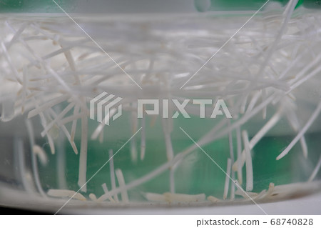 Seeding onion roots to study mitosis cells in Laboratory. 68740828