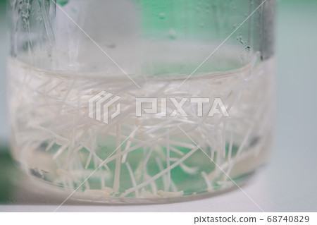 Seeding onion roots to study mitosis cells in Laboratory. 68740829