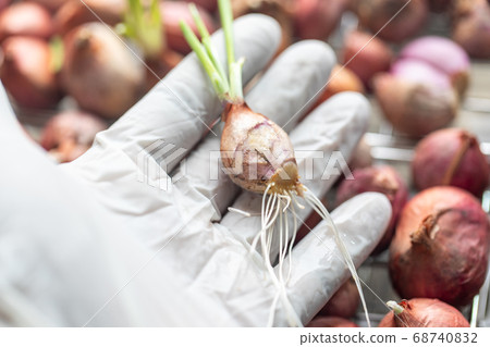 Seeding onion roots to study mitosis cells in Laboratory. 68740832