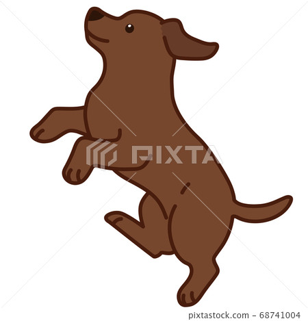 A cute chocolate labrador jumping with the main line 68741004