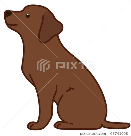 A cute chocolate-colored labrador to sit down sideways with main line 68741008