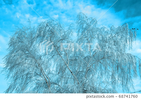 Trees in the winter 68741760