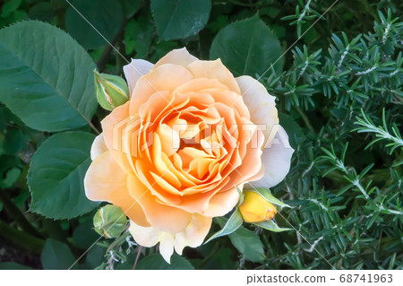 Blooming roses Blooming roses 68741963