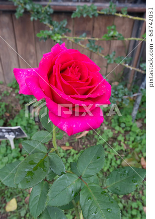 Blooming roses Blooming roses 68742031