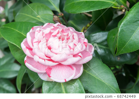 盛開的茶花 68742449