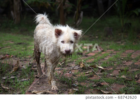 dirty stray dog walking on street after rain dirty stray dog walking on street after rain 68742620