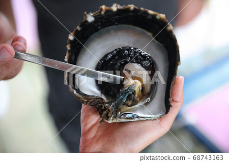 Tahiti black pearl farming demonstration. Farmer showing black lip oyster to cultivate the precious gem. Cultivation around the islands of French Polynesia, Tahiti 68743163