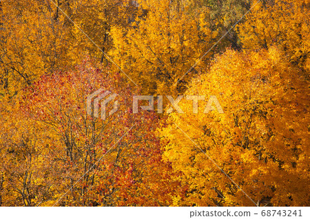 Autumn leaves background 68743241
