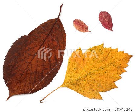 Set of beautiful autumn leaves Set of beautiful autumn leaves 68743242