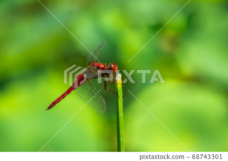 少女蜻蜓 68743301