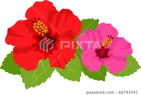 插圖素材芙蓉花熱帶花卉植物花卉夏天矢量 68743345