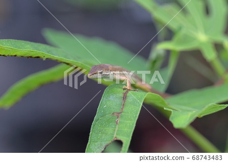Lizard watching the surroundings (Japanese lizard, Japanese lizard, fig leaf) 68743483