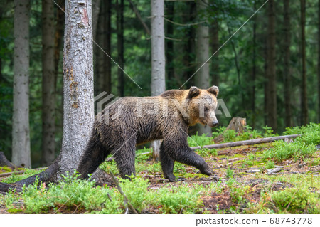 Wild adult Brown Bear ( Ursus Arctos ) in the Wild adult Brown Bear ( Ursus Arctos ) in the 68743778