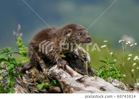 Lutra in nature habitat. Portrait of water Lutra in nature habitat. Portrait of water 68743814