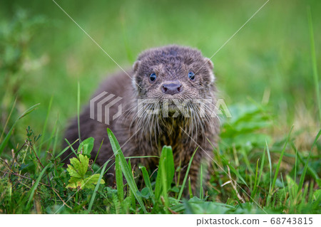Lutra in nature habitat. Portrait of water Lutra in nature habitat. Portrait of water 68743815