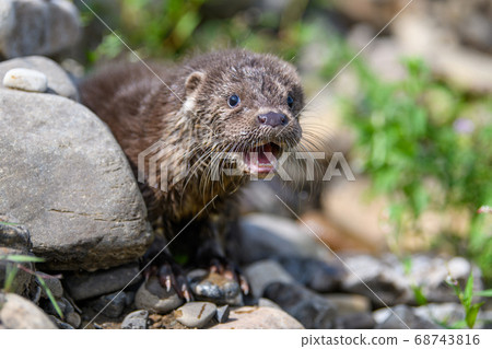 Lutra in nature habitat. Portrait of water 68743816