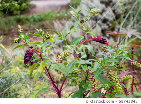 Phytolacca americana plant with ripe and green Phytolacca americana plant with ripe and green 68743845