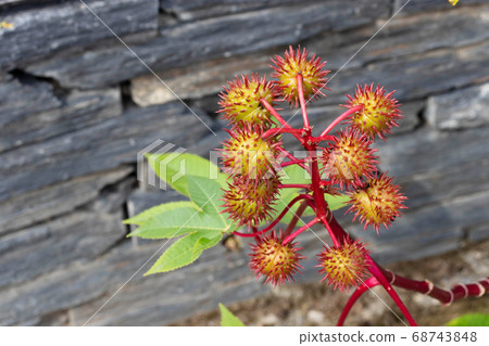 Castor oil plant branch or Ricinus communis 68743848