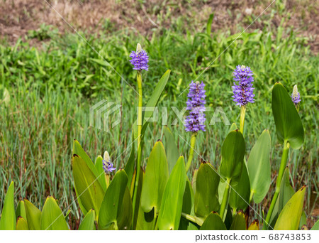 Pickerelweed or pontederia cordata plant with 68743853