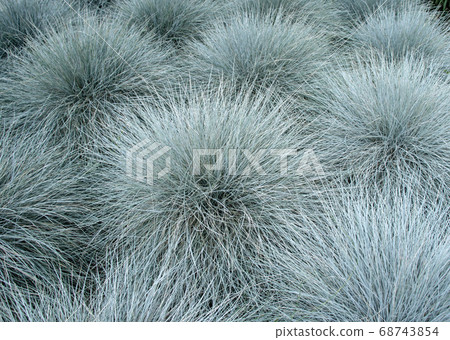 Blue fescue ornamental plants carpet 68743854